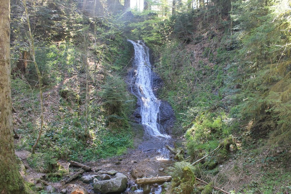 le saut de la bourrique